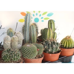 Kaktusz CACTUS MIX CS15-K1,5