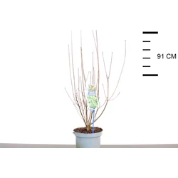 Harangos csengőbojt   ENKIANTHUS CAMPANULATUS 40/50 CS19