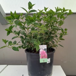 Bugás hortenzia HYDRANGEA PANICULATA SUNDAE-FRAISE K15