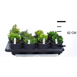 Hinoki hamisciprus   CHAMAECYPARIS OBTUSA FAJTÁK 12/+ CS13