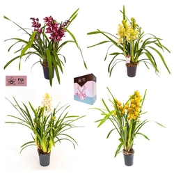 Csónakorchidea CYMBIDIUM 4 FÜRTÖS CS14