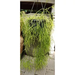 Vesszőkaktusz RHIPSALIS OASIS CSÜNGŐ KASPÓBAN CS17   