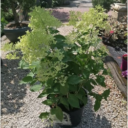 Bugás hortenzia HYDRANGEA PANICULATA PHANTOM K10