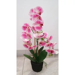 PHALAENOPSIS DEKORÁCIÓ        