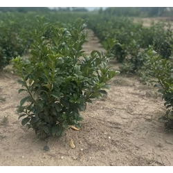 Babérmeggy PRUNUS LAUROCERASUS ANNY 20/40* (Csak személyes átvétellel rendelhető)