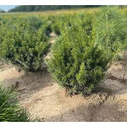 Közönséges tiszafa TAXUS MEDIA FARMEN GÖMBRE NYÍRT 20/40*