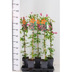 Iszalag    CLEMATIS TEXENSIS PRINCESS DIANA 30/40 CS19