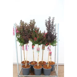 Kínai selyemmirtusz   LAGERSTROEMIA INDICA FAJTÁK T80 K15