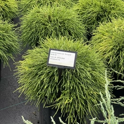 Aranyszínű szavára hamisciprus   CHAMAECYPARIS PISIFERA SUNGOLD 30/40 K8