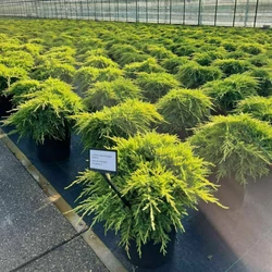 Terülő boróka    JUNIPERUS MEDIA GOLD STAR 30/40 K8