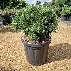 Törpefenyő PINUS MUGO MOPS 25/30 K8