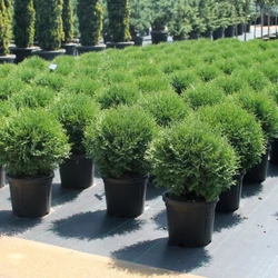 Gömbtuja THUJA OCCIDENTALIS TINY TIM 25/30 K6