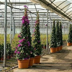 Murvafürt BOUGAINVILLEA ALEXANDRA PIRAMIS 200CM K42