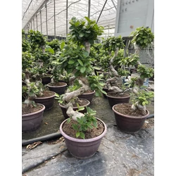Fikusz bonsai FICUS GINSENG BONSAI S-FORMA 80/85CM K10