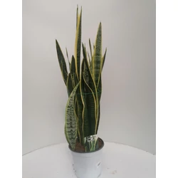 Anyósnyelv SANSEVIERIA SUPERBA 50CM K5