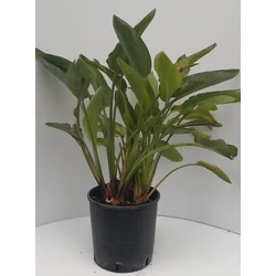 Papagájvirág  STRELITZIA REGINAE K9