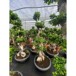 Fikusz bonsai FICUS GINSENG BONSAI EXTRA 175/200CM K85