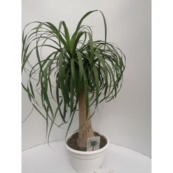Buzogányfa, elefántláb BEUCARNEA RECURVATA K10