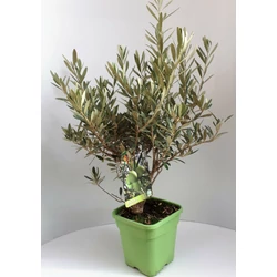 OLEA EUROPAEA BOKOR  45/50 K4