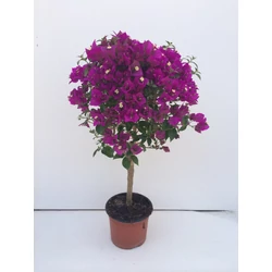 Murvafürt   BOUGAINVILLEA GLABRA SANDERIANA T1/2 K15