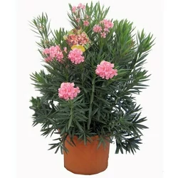 Leander   NERIUM OLEANDER 130/150 K42