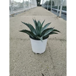 Közönséges agávé AGAVE AMERICANA K3