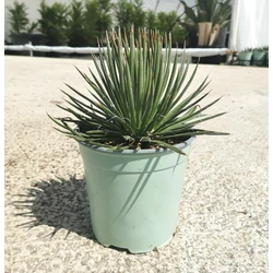 Agávé AGAVE GEMINIFLORA K1,5