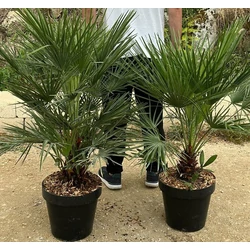 Törpe lószőrpálma CHAMAEROPS HUMILIS K30