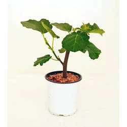 Füge FICUS CARICA 30/40 K2