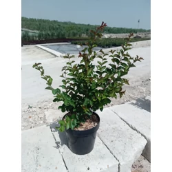 Kínai selyemmirtusz LAGERSTROEMIA INDICA DYNAMITE K4