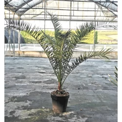 Datolyapálma PHOENIX CANARIENSIS 125/150 K30