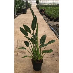 Papagájvirág STRELITZIA REGINAE K9
