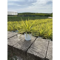 Fürtös pálmaliliom YUCCA FILAMENTOSA COLOR GUARD K3 