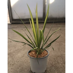 Fürtös pálmaliliom YUCCA FLACCIDA GOLDEN SWORD K3   