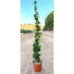 Csillag jázmin RHYNCOSPERMUM JASMINOIDES 100/125 K4