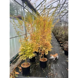 Japán juhar ACER PALMATUM SANGO KAKU 180/+ K18