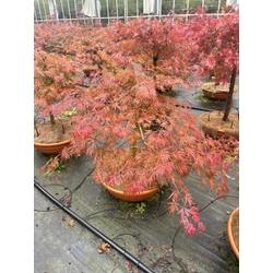 Szeldelt levelű japán juhar ACER PALMATUM DISSECTUM INABA SHIDARE BONSAI TÁLBAN K50