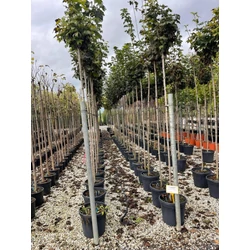 Gömbjuhar ACER PLATANOIDES GLOBOSUM T200 8/10 K30  