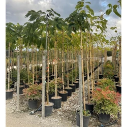 Selyemakác ALBIZIA JULIBRISSIN T200 6/8 K25    