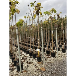 Gömb szivarfa CATALPA BIGNONIOIDES NANA T200 8/10+ K18  