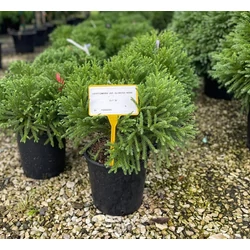 Törpe japán szugifenyő CRYPTOMERIA JAPONICA GLOBOSA NANA 40/+ K10