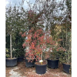 Kínai selyemmirtusz LAGERSTROEMIA INDICA TÖBBTÖRZSES 350/400 K230   