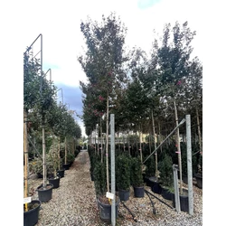 Kínai selyemmirtusz LAGERSTROEMIA INDICA T200 12/14 K55  
