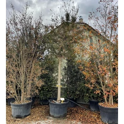 Kínai selyemmirtusz LAGERSTROEMIA INDICA VIOLACEA T200 35/40 K230  