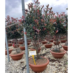 Örökzöld korallberkenye PHOTINIA FRASERI COMPACTA TÖBBTÖRZSES 125/150 K35  