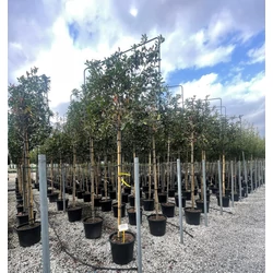 Örökzöld korallberkenye PHOTINIA FRASERI RED ROBIN T200  10/12 FAL 150×120 K55