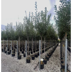 Örökzöld korallberkenye PHOTINIA FRASERI RED ROBIN T200 6/8 K35 