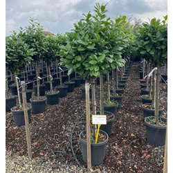 Babérmeggy PRUNUS LAUROCERASUS NOVITA T1/2 50/60 K25 