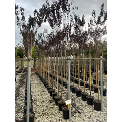 Vérszilva PRUNUS CERASIFERA PISSARDII NIGRA T200 8/10 K18