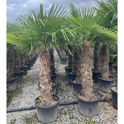 Kínai kenderpálma CHAMAEROPS EXCELSA TR170 K55